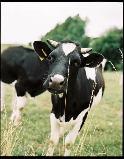 A black-and-white cow with yellow ear tags looking straight at the camera through tall grass.