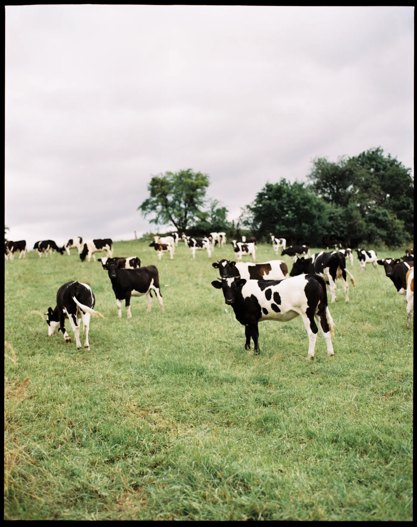 A herd of black-and-white cows grazing a green pasture under an overcast sky.