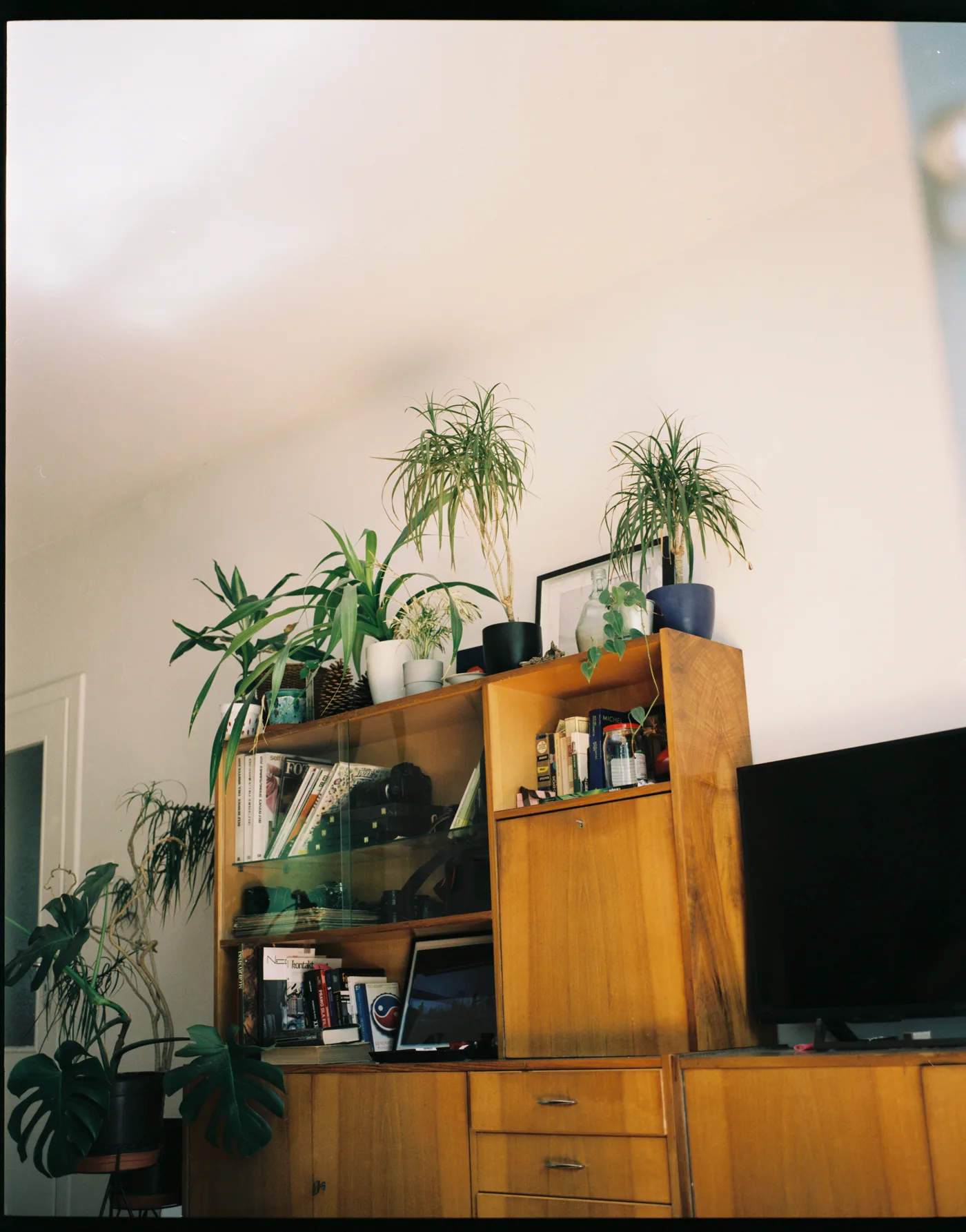 A wooden wall unit crowded with houseplants, books and a television against a bright white wall.